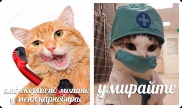 Кот доктор