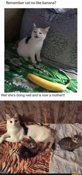 Бананья кот