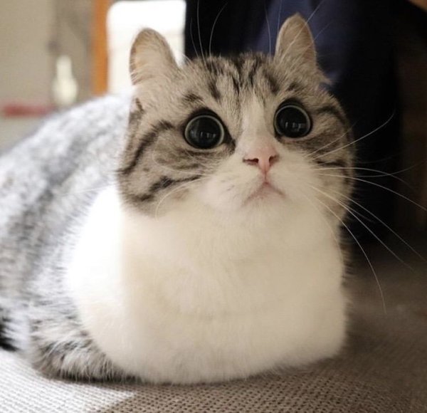 Mugimeshi кот порода