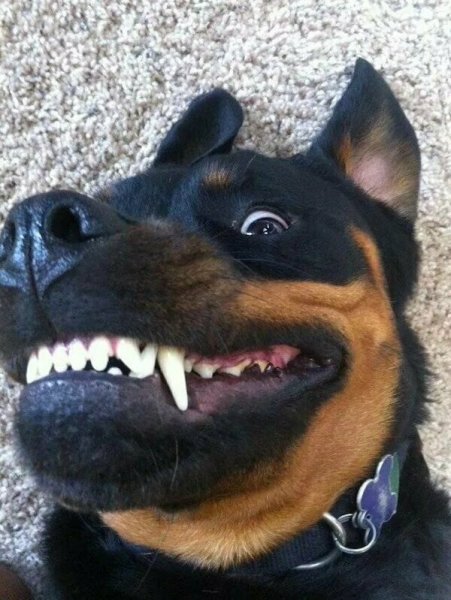 Собака улыбается