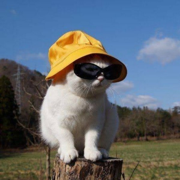 Кот в очках