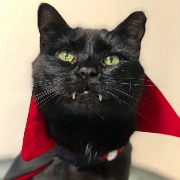 Кот Дракула порода