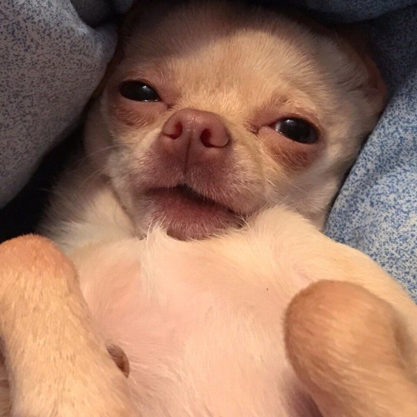 Сонный песик