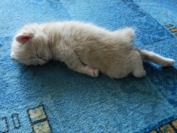 Котенок спит