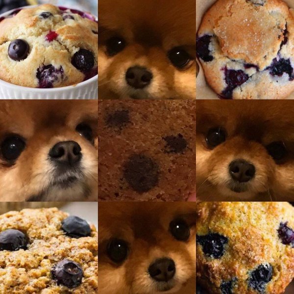 Чихуахуа кекс