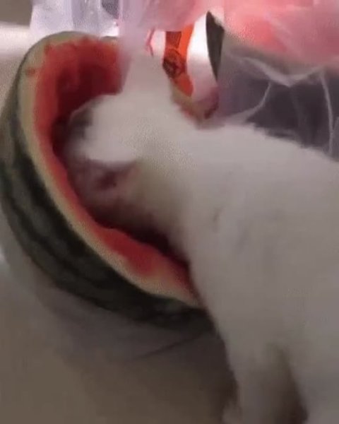 Котенок ест Арбуз