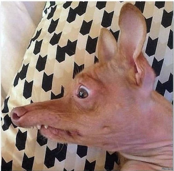 Собака похожая на крысу