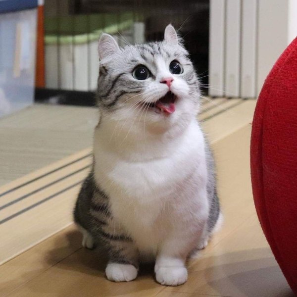 Komaru Cat Манчкин