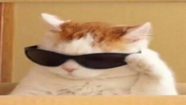 Кот в очках Мем