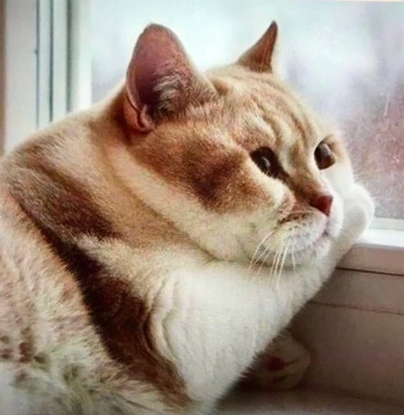 Унылый котик