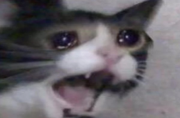 Плачущий кот кричит