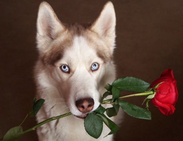 Собачка с розой в зубах