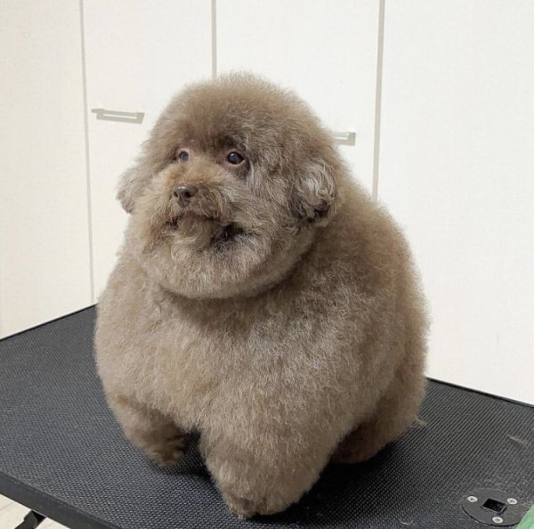 Толстый пудель порода