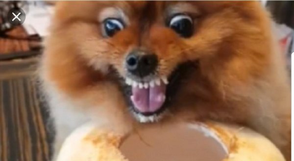 Злой померанский шпиц