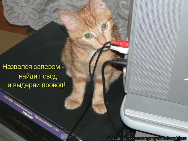Коты и провод от интернета