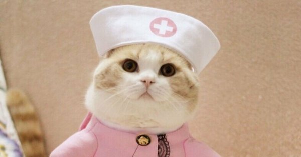 Кот в костюме медсестры
