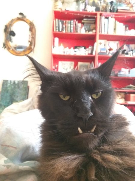 Кот орк лок тар Огар