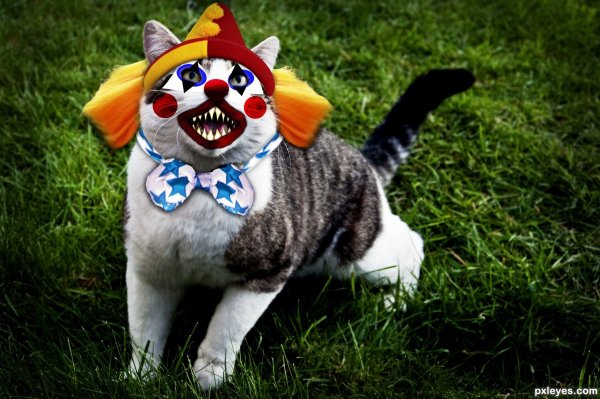 Кот клоун