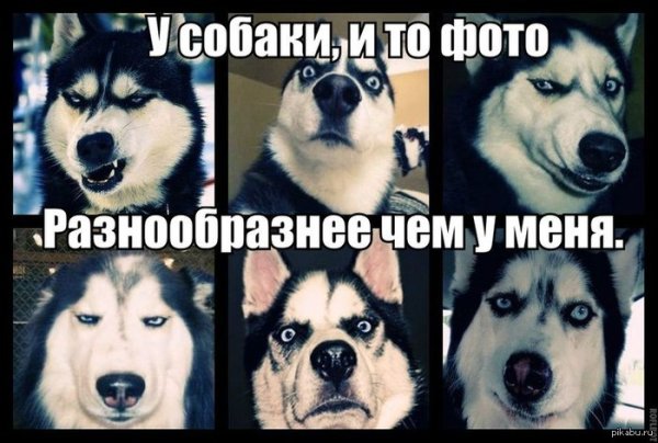 Смешные собаки мемы
