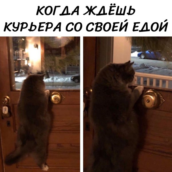 Кот ждет Мем