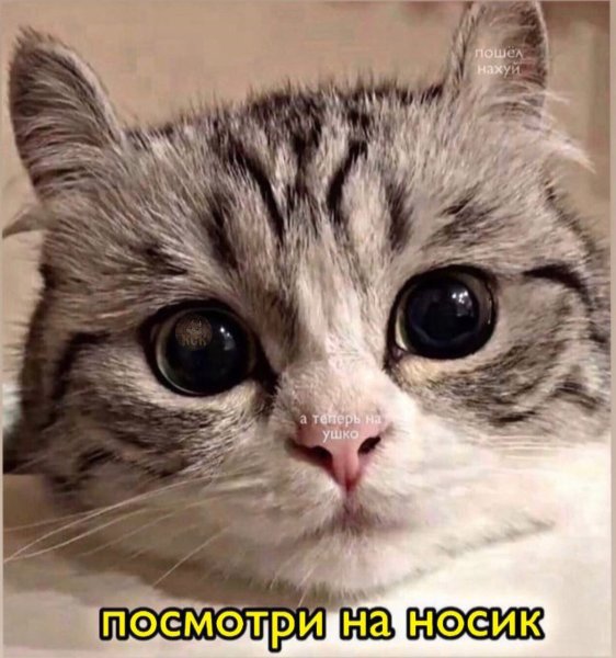 Милые коты мемы