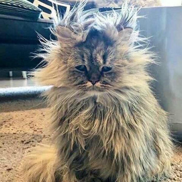Смешной кот растрепанный