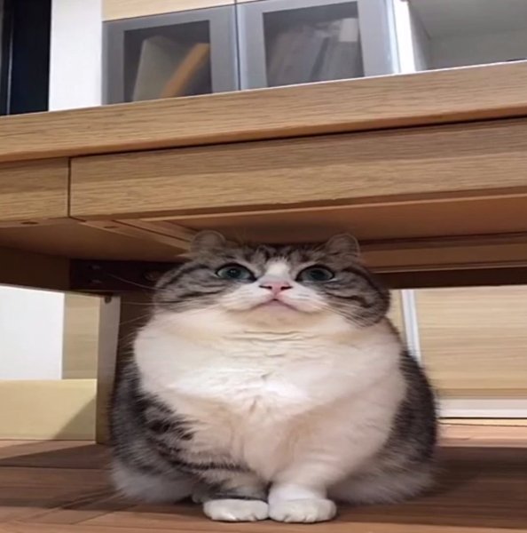 Комару кот порода