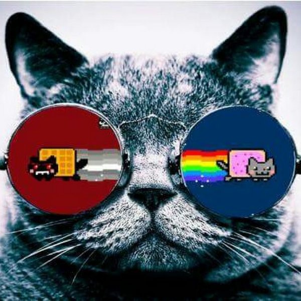 Крутой котик в очках