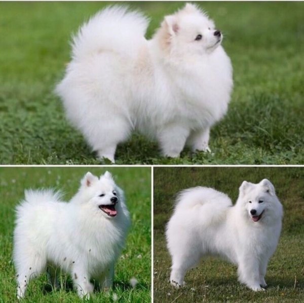 Померанский шпиц японский шпиц и самоед