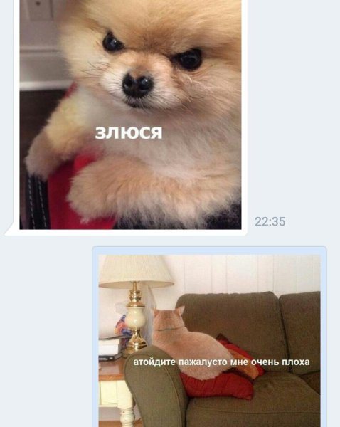 Шпиц злится