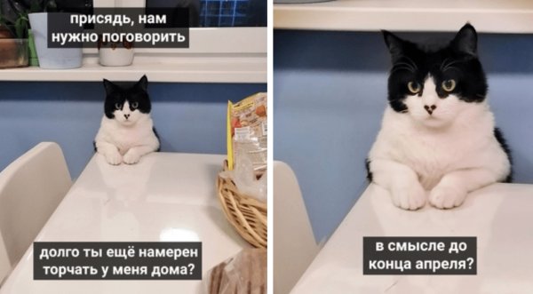 Мемы с котами про работу
