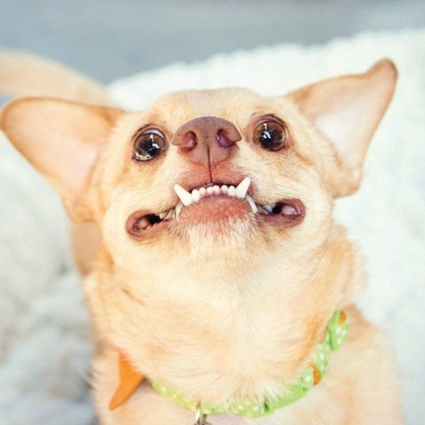 Неправильный прикус у чихуахуа