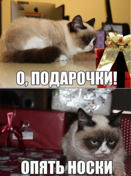 Котик Мем