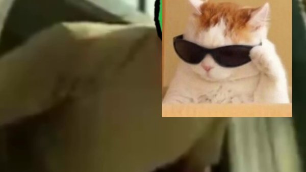 Кот надевает очки