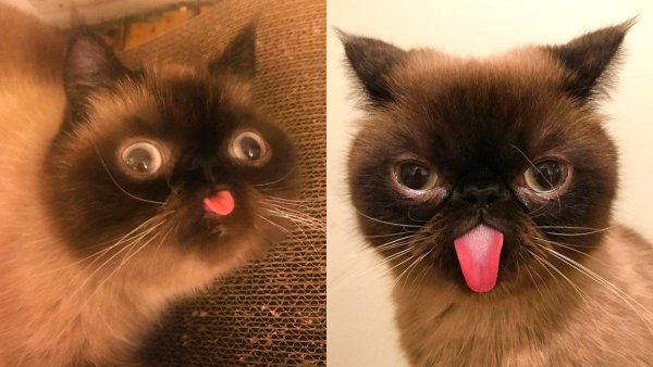 Мем кот с высукнутым языков