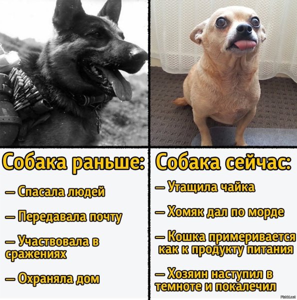 Собаки раньше и сейчас Мем