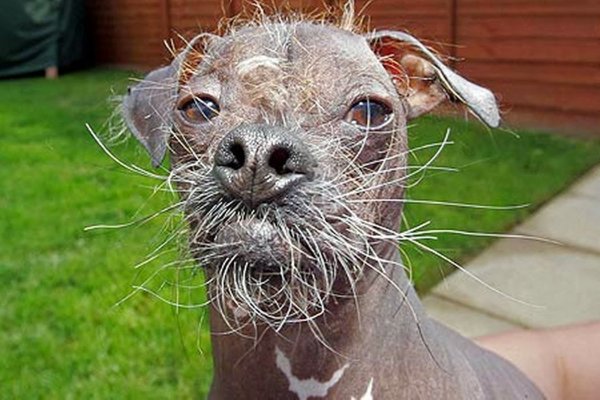 Лысая собака с бородой