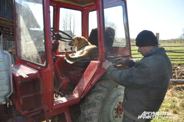 Собака на тракторе