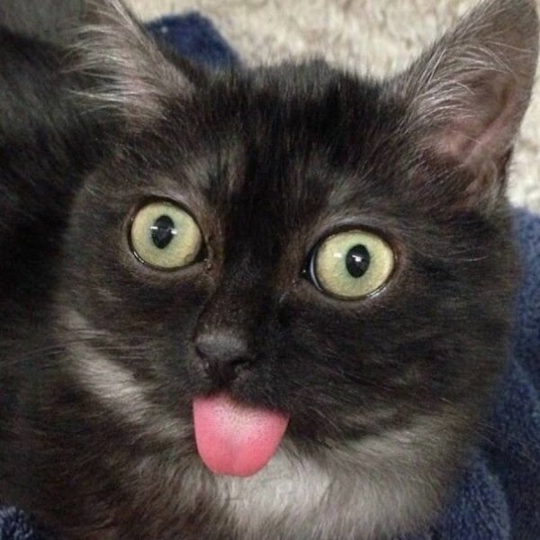 Коты с высунутым языком