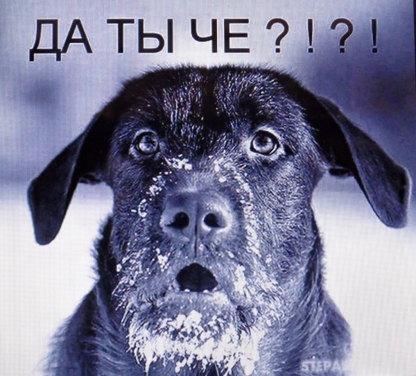 Смешная морда