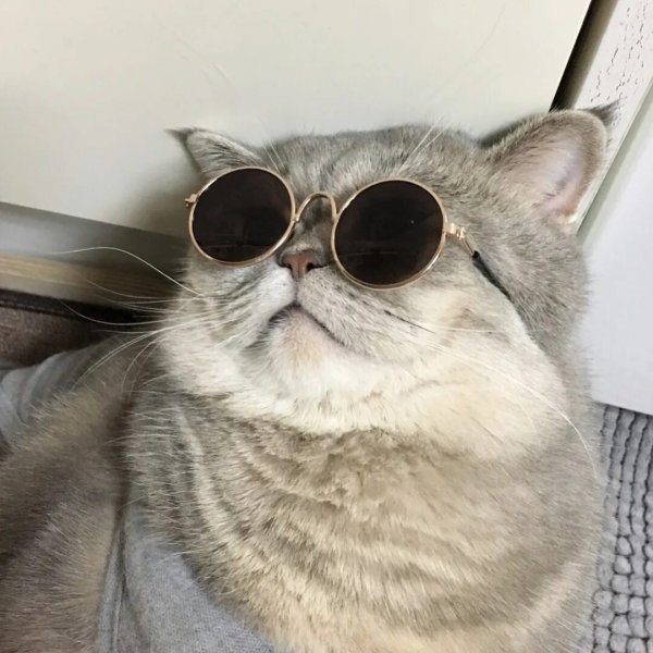 Кот в очках
