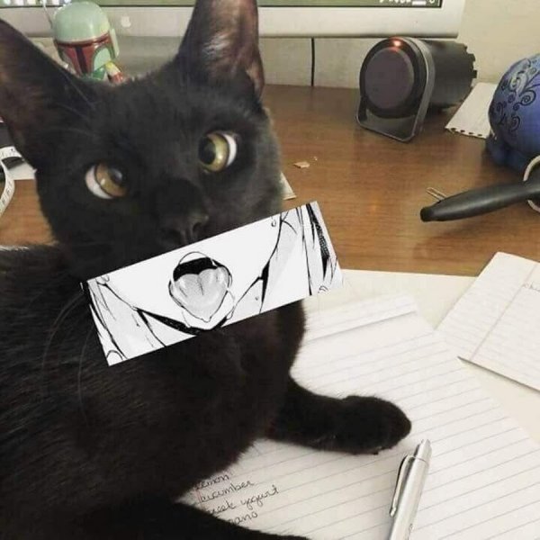 Коты мемы