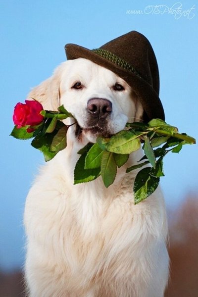 Щенок с цветком