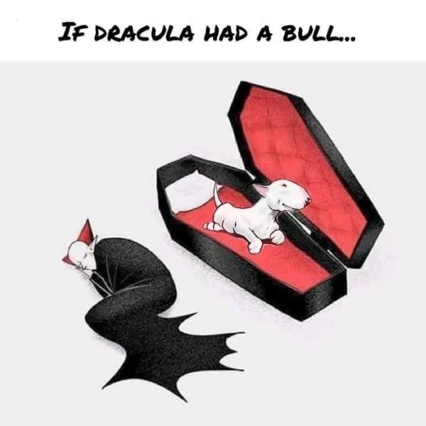 Кот дракула