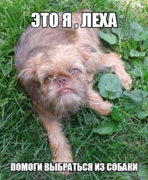 Это я Леха помоги выбраться из собаки