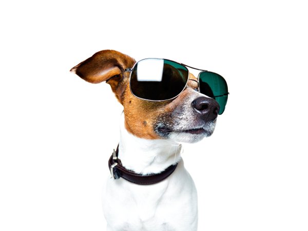 Джек Рассел собака