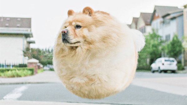 Круглая пушистая собака