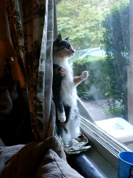 Смешной кот в окне