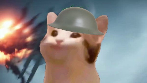 Кот военный