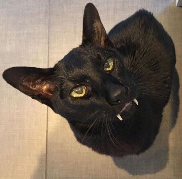 Ориентальная кошка Дракула